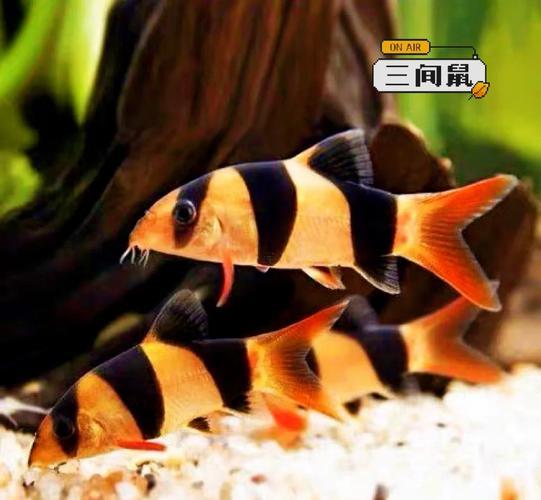 屬鼠木命人養(yǎng)何事顏色魚好