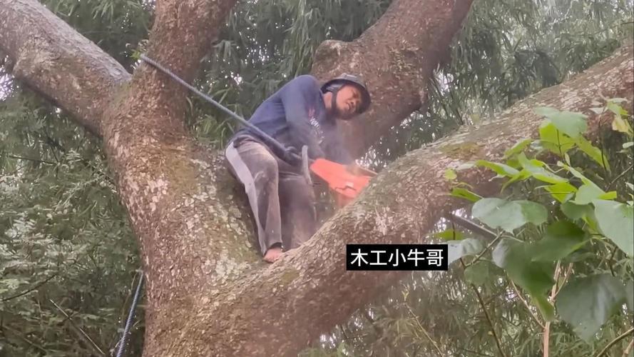 2026年9月適合伐樹的日子